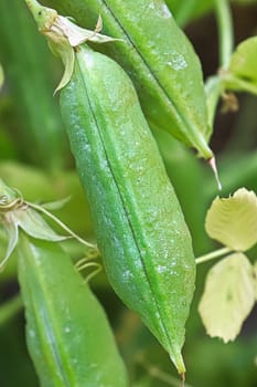 Macro of aging pea pods starting to wrinkle.