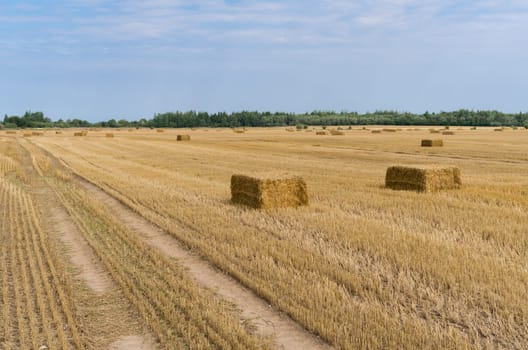 A field of straw bales immediately after cutting.
