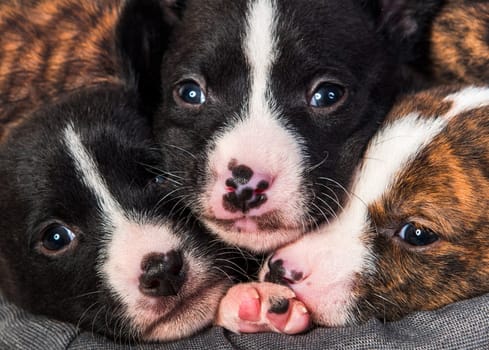 Funny three basenji dog puppies nose to nose. Animals background for wallpapers, calendars and cards design
