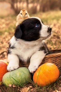funny welsh corgi pembroke puppy dog and chicken posing in the basket with pumpkins on an autumn halloween background