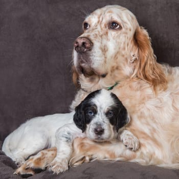English setter big dog mother and puppy portrait