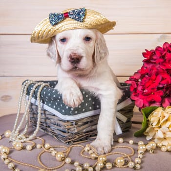 White with orange flecks English setter puppy dog in a straw hat in a wood basket with flowers and beads. Glamorous card