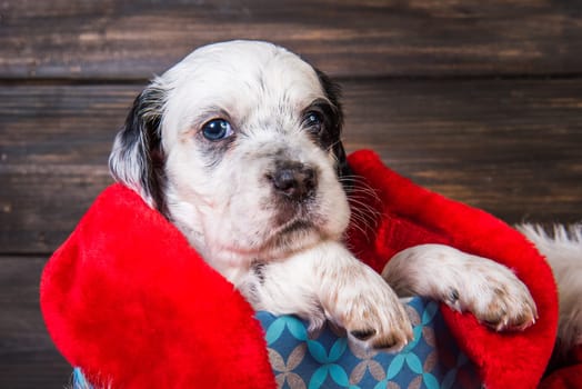 English setter puppy dog with santa claus hat in gift box. Christmas or New Year background