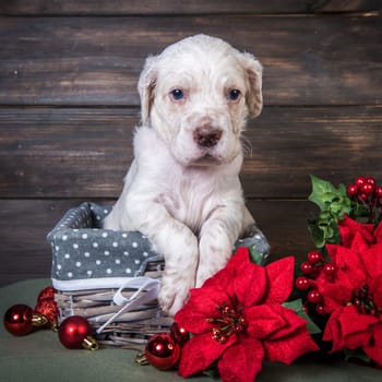 English setter puppy with red poinsettia flowers and christmas toys balls. Dog in gift box or basket. Christmas or New Year background