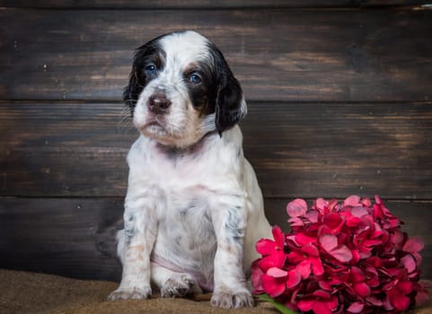 Cute English Setter puppy dog studio portrait isolated on brown wooden background.