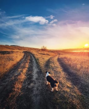A dog purpose, vertical shot. Doubtful pup in front of a split country road, autumn sunset scene. Pet afterlife, crossroad concept choosing the way. Idyllic rural landscape and two dirt tracks.