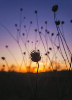 Close up autumn steppe nature, dry thorn thistle of Field scabious flowers shrub (Knautia arvensis) against sunset background with golden and purple colors. Tiny wildflowers still life vertical shot.