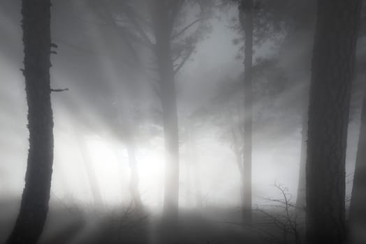 Mystery misty forest with big dark pine trees
