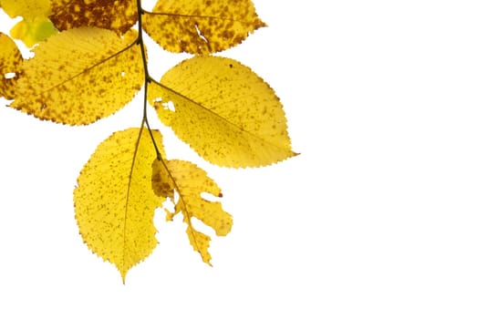 Autumn leaves isolated on the white background