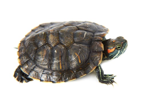 Red ear turtle isolated on white background