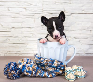 Cute funny black basenji puppy dog is sitting in a big blue cup. Winter Christmas or New Year card background with dog in mug, blue knitted hat with pompom and boots