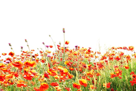 Beautiful red poppies isolated on white background