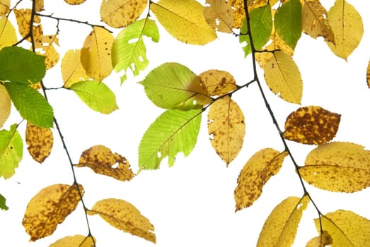 Autumn leaves isolated on the white background