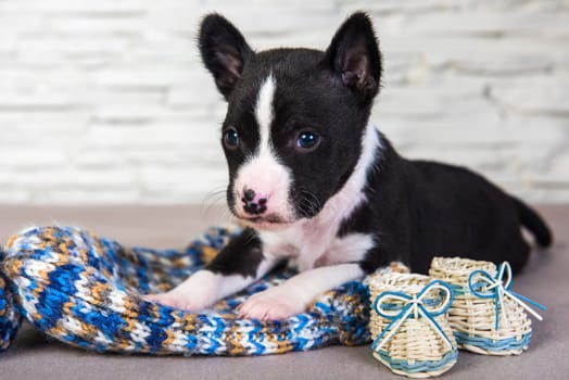 Cute funny black basenji puppy dog is sitting next to blue knitted hat with pompom and boots. Winter Christmas or New Year card background