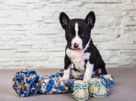 Cute funny black basenji puppy dog is sitting next to blue knitted hat with pompom and boots. Winter Christmas or New Year card background