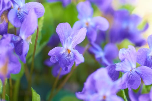 Viola flowers on the green sunny field