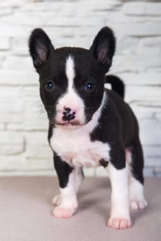 Cute funny black basenji puppy dog, one month, on the white background