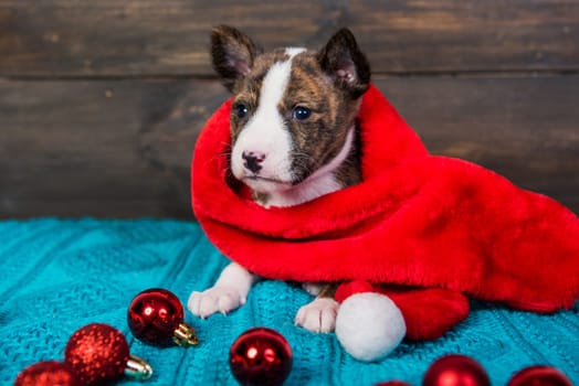 Funny Basenji puppy dog in santa hat is sitting with red christmas balls. Winter Christmas or New Year card background