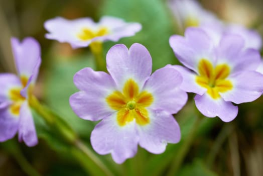 Spring pink flowers (Primula vulgaris) in the forest