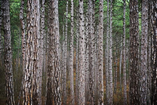 Mystery forest with big dark green pine trees