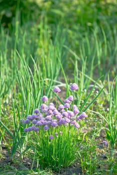 Blossoming chive on a vegetable garden bed