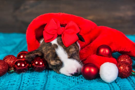Funny Basenji puppy dog in santa hat is sitting with red christmas balls. Winter Christmas or New Year card background
