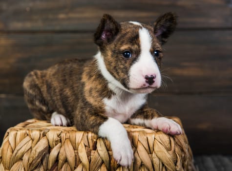 Cute funny brindle basenji puppy dog is sitting in a wooden basket with a knitted mitt. Winter Christmas or New Year card background
