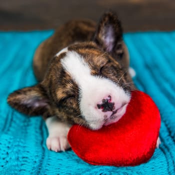 Funny red Basenji puppy dog is sleeping with red heart, greeting card