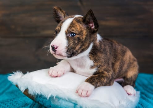 Cute funny brindle basenji puppy dog is sitting on a white fluffy pillow. Winter Christmas or New Year card background