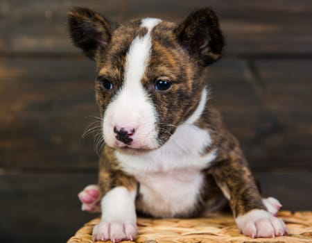 Cute funny brindle basenji puppy, one month dog is sitting in a wooden basket with a knitted mitt. Winter Christmas or New Year card background