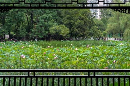 Xian, China -  August 2019 : Lotus flowers growing in a pond in Lotus Lianhu Park