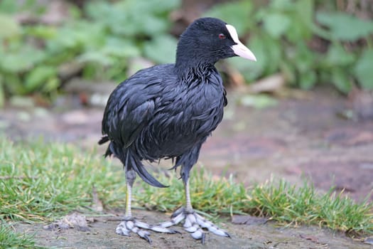 Coot Fulica atra on the Neckar in Heidelberg