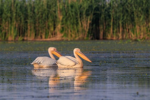 white pelicans (pelecanus onocrotalus) in Danube Delta, Romania