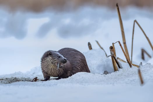 european otter (lutra lutra) in winter. Location: Comana Natural Park, Romania