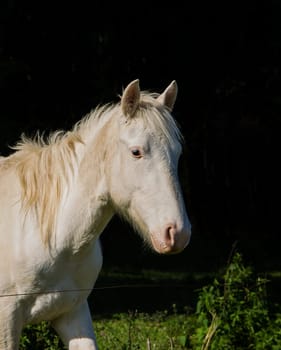 white horse portrait on black contrast background