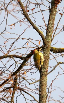 Green woodpecker Picus viridis in the branches