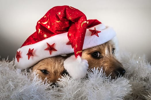 Cute puppies playing under red christmas hat