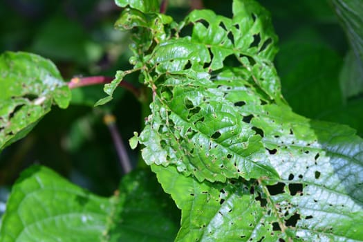 Green leaves with damage from insects of a cherry tree