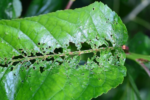 Damage from insects on green leaves of a cherry tree