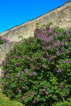 Purple lilac bush in front of old castle wall with blue sky