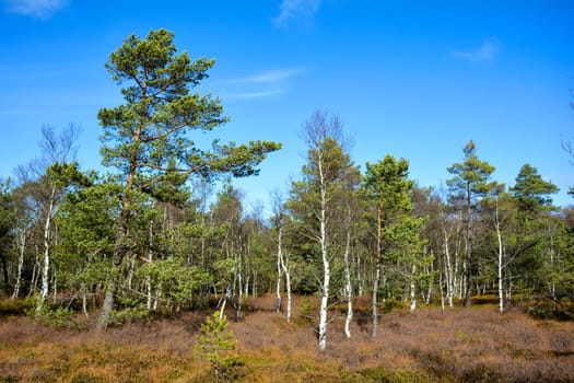 Birch in the black moor in the Rhön, Bavaria, Germany, in the autumn with blue sky and copy space