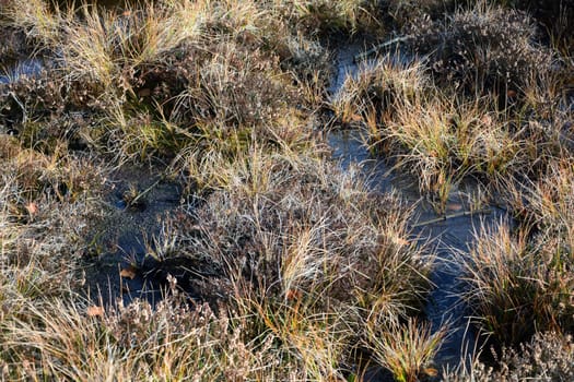 Moor eyes in the Black Moor in the high Rhön, Bavaria, Germany