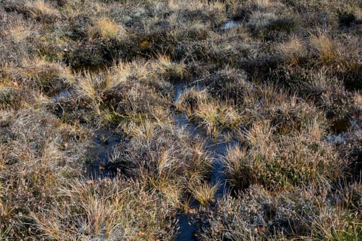 Moor eyes  in the Black Moor in the high Rhön, Bavaria, Germany