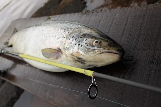 large Baltic salmon caught spinning, close to