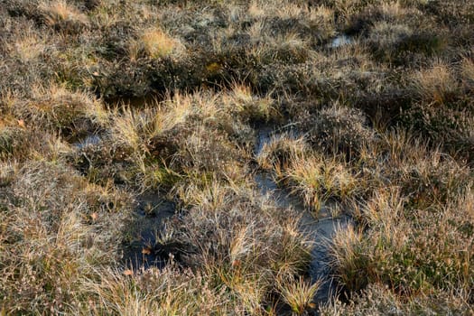 Moor eyes in the Black Moor in the high Rhön, Bavaria, Germany