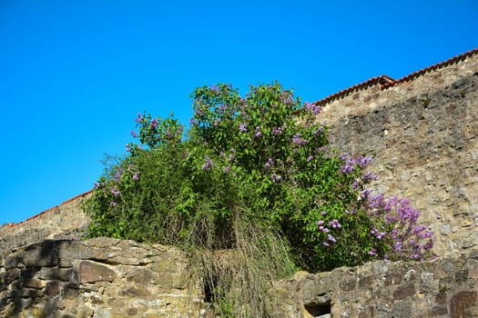 Purple lilac bush in front of old castle wall with many blue sky and copy space