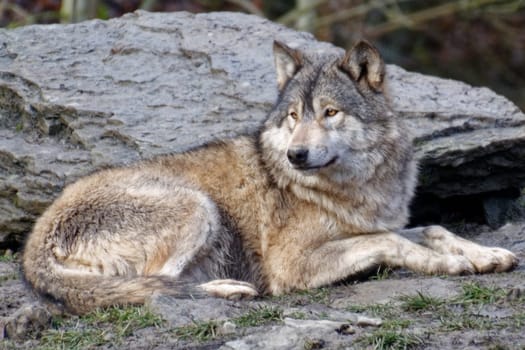 Timber Wolf