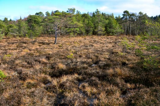 Moor eyes in the Black Moor in the high Rhön, Bavaria, Germany, with trees in the background