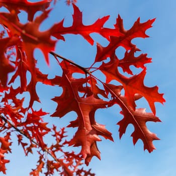 Red autumn leaves with the blue sky background