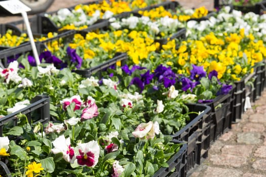 Selling seedlings of Pansy Viola flowers of various colors in boxes on the market